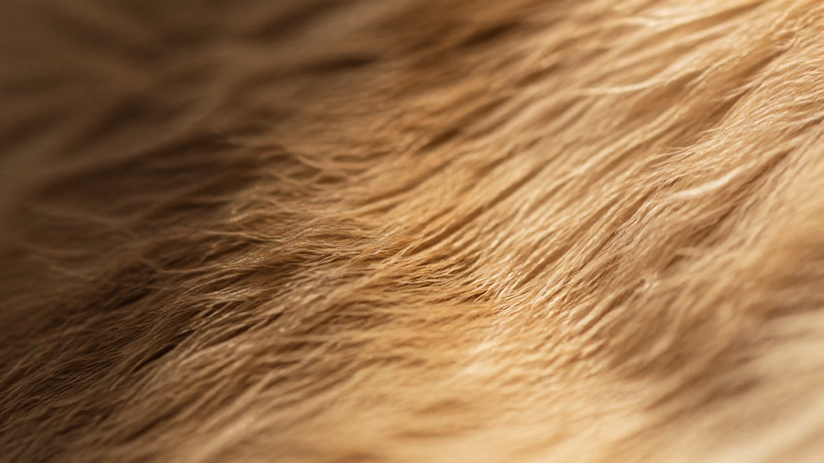 Omega 3 para perros: por qué no todos se absorben igual