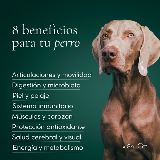 Los 8 beneficios de PawerOne para tu perro: articulaciones, digestión, piel y pelaje, inmunidad, músculos y corazón, antioxidantes, salud cerebral y energía